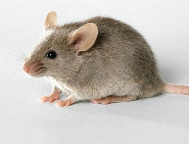 Onverwachte en effectieve manier om zich te ontdoen van muizen in het huis