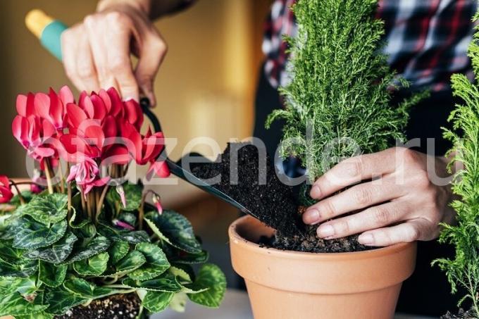 Zorg voor planten. Illustratie voor een artikel wordt gebruikt voor een standaard licentie © ofazende.ru