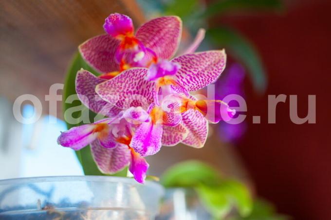 Groeiende orchideeën. Illustratie voor een artikel wordt gebruikt voor een standaard licentie © ofazende.ru