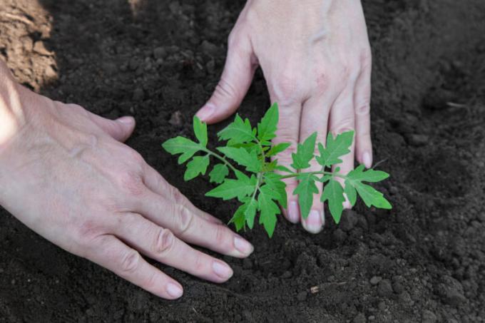 Het planten van tomaat zaailingen in de grond. Illustratie voor een artikel wordt gebruikt voor een standaard licentie © ofazende.ru