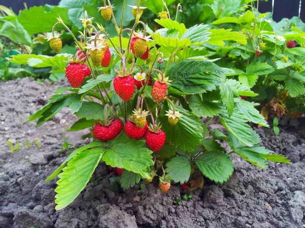 Hoe te planten aardbeien - 4 plantmethode