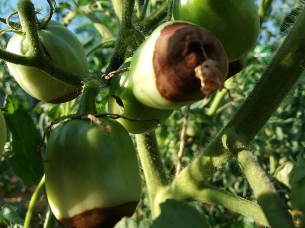 Apicale rot in uw tomaat? Raak niet in paniek! Wat te doen: Advies van een ervaren tuinman