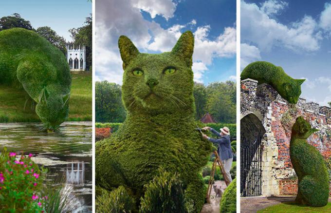 Katten in het Engels park: Waarom de enorme bijgesneden struiken veroorzaakt heel wat opschudding op het internet
