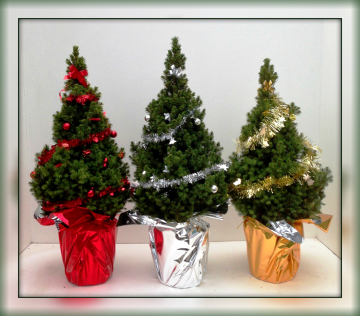 Gekocht door het nieuwe jaar een beetje kerstboom in een container? Niet weg te gooien, geef het een kans en geef het leven! 👍
