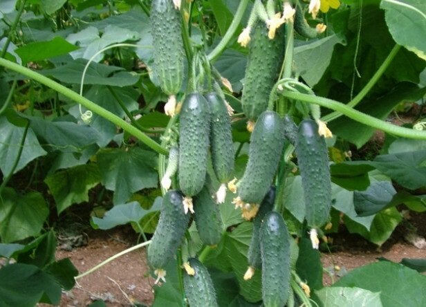 Hoe te komkommers groeien in de tuin, om altijd een goede oogst