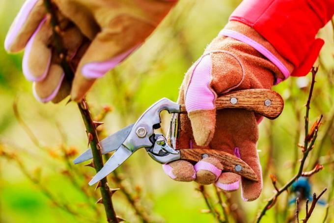 Zorg voor rozen in de herfst