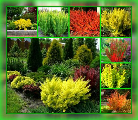 Door het planten van deze plant, u zonder problemen en problemen zullen uw site de meest kleurrijke, gezellige en spectaculaire