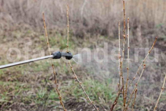 Spring verwerken krenten tegen ongedierte. Illustratie voor een artikel wordt gebruikt voor een standaard licentie © ofazende.ru