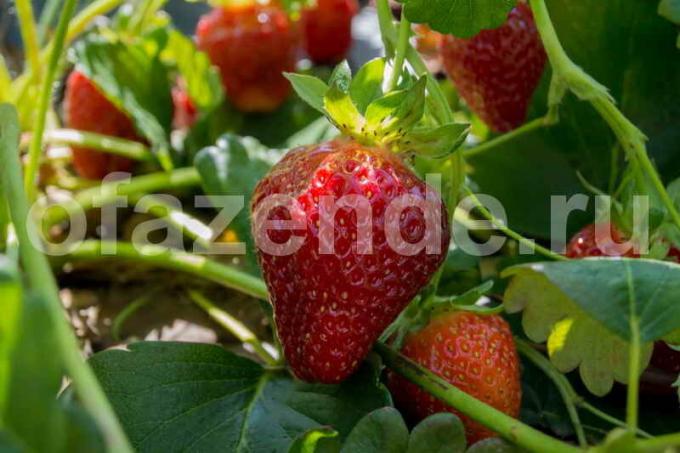 Termen van grote aardbeien zonder chemicaliën