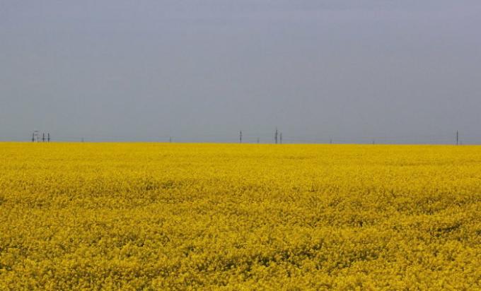 Koolzaadolie - de belangrijkste grondstof voor biodiesel. | Foto: padarozhnik.com.