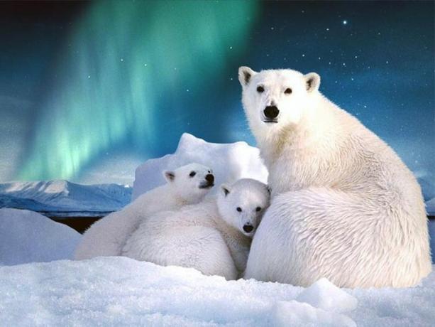 Op Spitsbergen is meer dan duizend soorten van ijsberen.