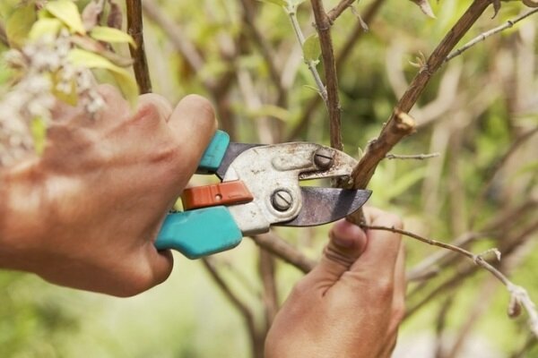 Wanneer u de fruitbomen te snijden