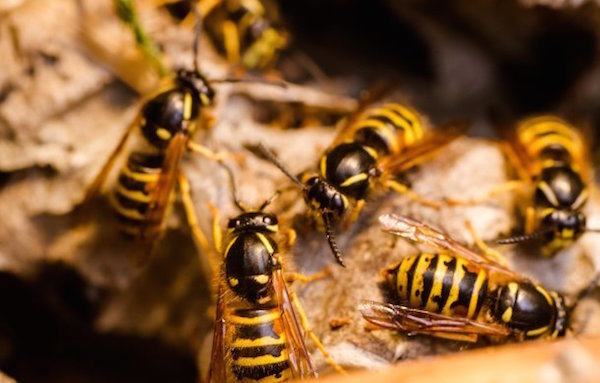 Het wegwerken van wespen in het land: 3 effectieve gratis methode