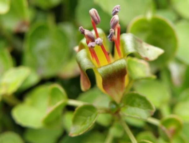 De plant vormt karakteristieke licht oranje bloemen