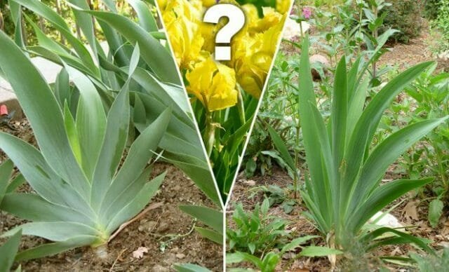 Waarom niet irissen bloeien? Om de oorzaak te onderzoeken en te begrijpen wat ze moeten doen