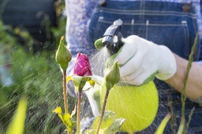 6 fouten bij hun zomer toepassing cottage pesticide
