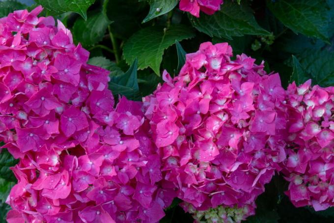 Roze hortensia. Illustratie voor een artikel wordt gebruikt voor een standaard licentie © ofazende.ru