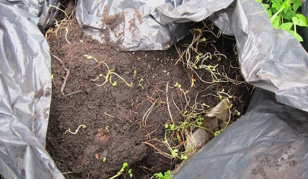 Compost voor 2-3 maanden: hoe maak ik meststof in zakken