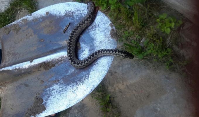In de compost put werd door een slang: wat te doen?