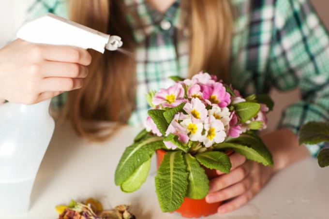 Barnsteenzuur plant: toepassing van de regel