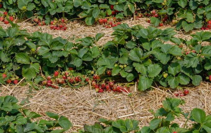 Mulchen aardbeien. Illustratie voor een artikel wordt gebruikt voor een standaard licentie © ofazende.ru