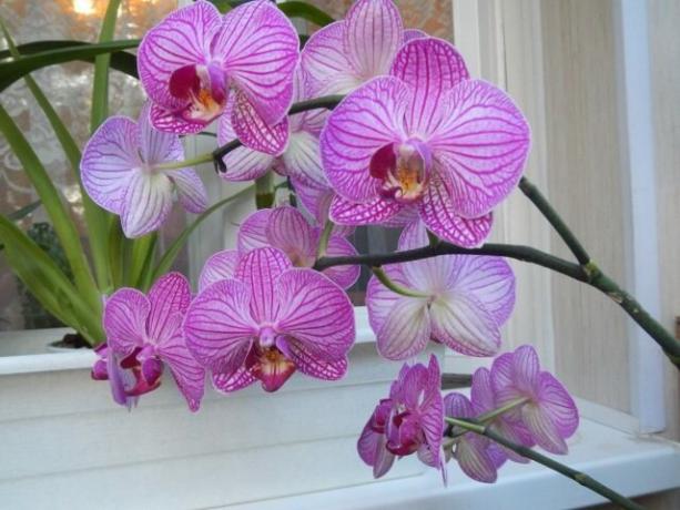 Wat te doen met steel orchidee na de bloei komen volgende sneller