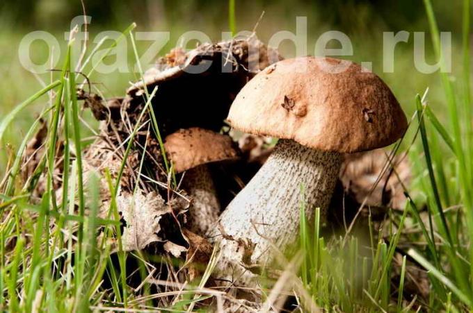 Het kweken van champignons (Foto gebruikt onder de standaard licentie © ofazende.ru)