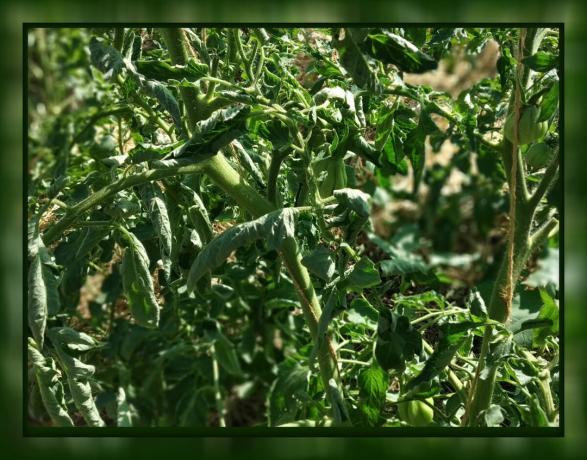 In tomato leaf curl 🍃 niet in paniek! 🍃 Wat te doen: Advies van een ervaren tuinman.