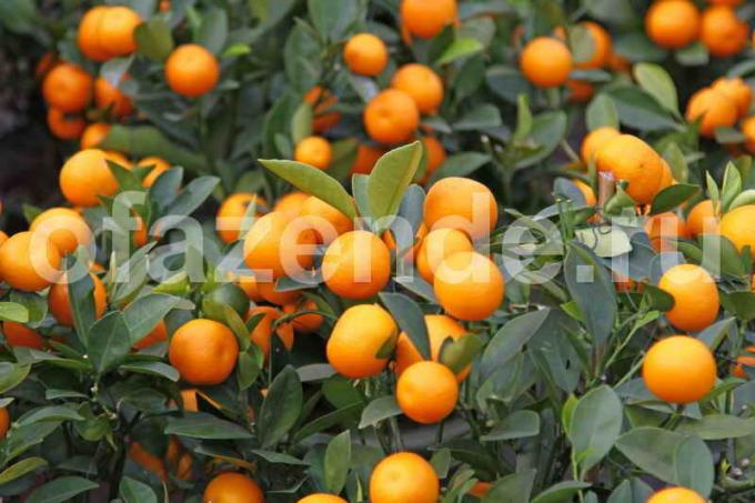 Groeiende mandarijn boom. Illustratie voor een artikel wordt gebruikt voor een standaard licentie © ofazende.ru