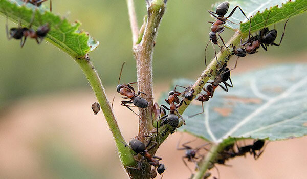 Het wegwerken van mieren met behulp van ammoniak